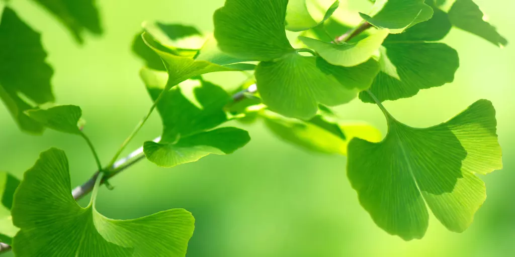 Detail-Aufnahme eines Ginkgo-Baum-Zweiges