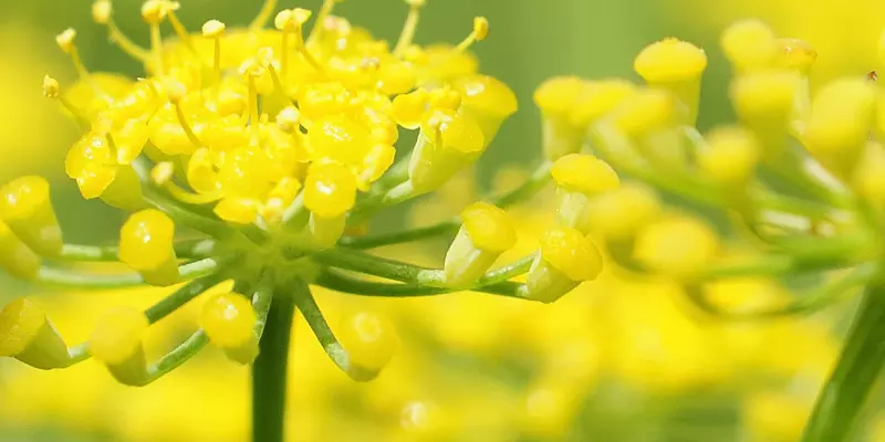 Detail-Ansicht von Fenchel-Blüten