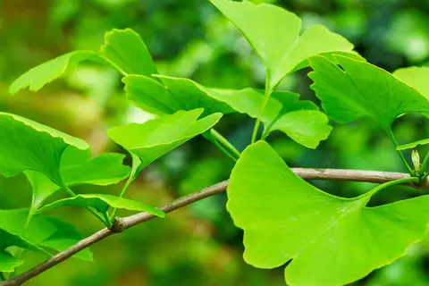 Nahaufnahme von Ginkgo-Blättern