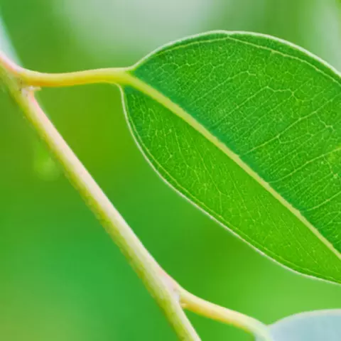 Detail-Ansicht von Eucalyptus-Blättern