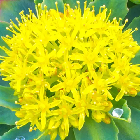 Detail-Ansicht von Rhodiola-Blüten