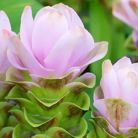 Detail-Ansicht von Curcuma-Blüten