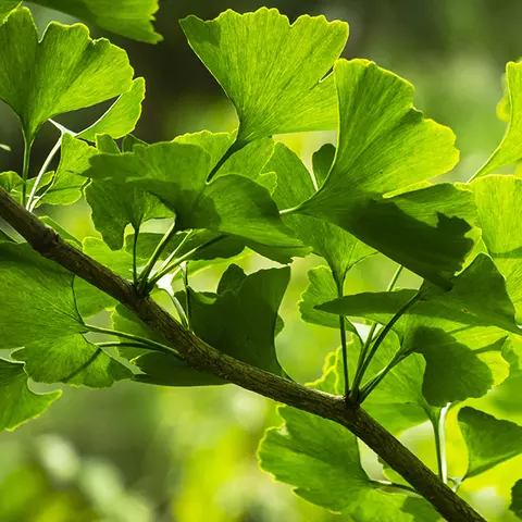 Detail-Ansicht Ginkgo-Blätter