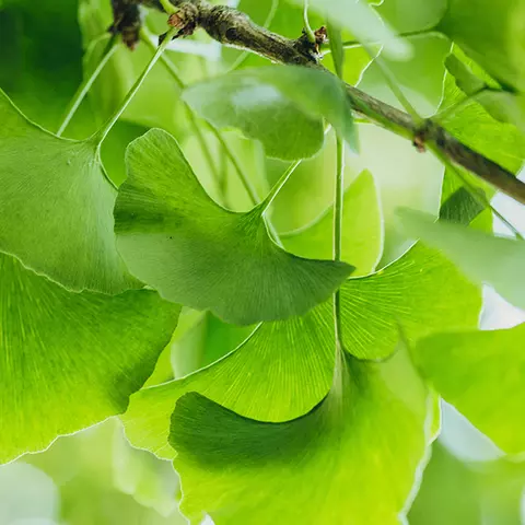 Detail-Ansicht von Ginkgoblättern