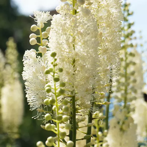 Detail-Aufnahme von Cimifuga-Blüten