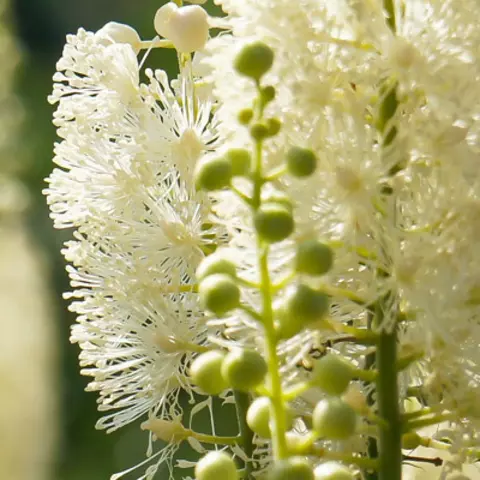 Detail-Ansicht von Traubensilberkerzen-Blüten