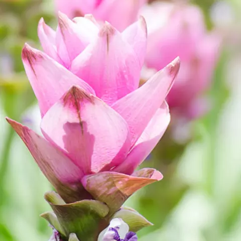 Detail-Ansicht von Curcuma-Blüten