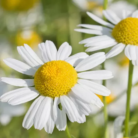 Detail-Ansicht von Kamillenblüten