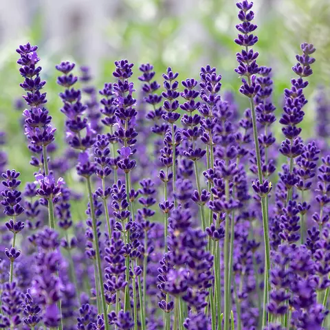 Nahaufnahme eines Lavendelfeldes