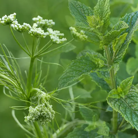 Bildkomposition aus Detailaufnahmen von Kümmelblüten und Pfefferminzblättern