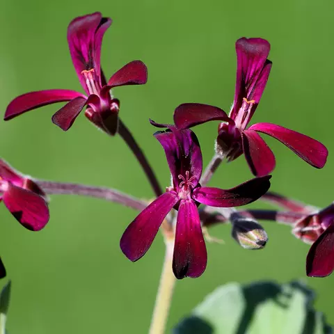 Detail-Ansicht von Pelargonium-Blüten